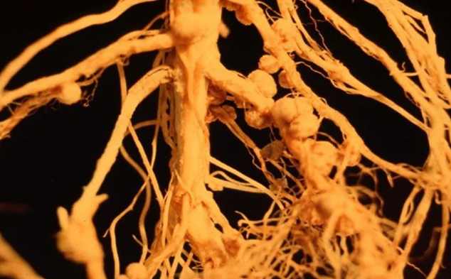 Nitrogen Metabolism Antibodies at the best price in India