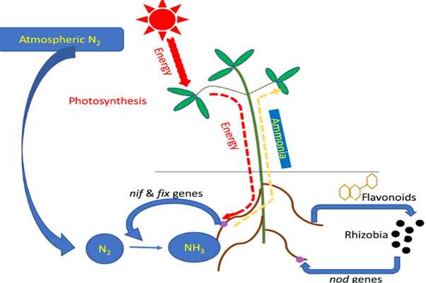  Nitrogen Metabolism Antibodies supplier in India