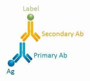 Antibodies