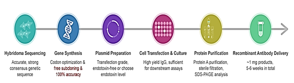 Antibodies Services Report