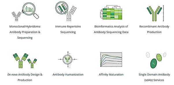 antibodies-services-process