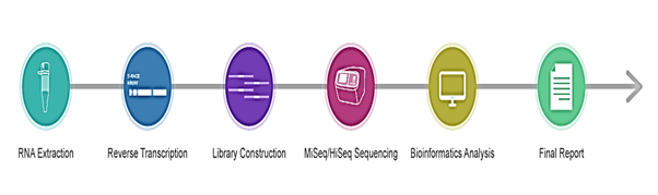 Antibodies Services Report