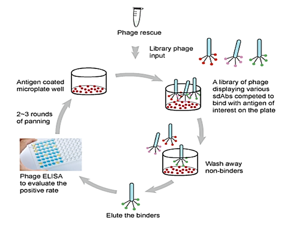 antibodies-services-rescue