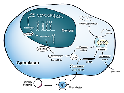 machenism-biotechnolabs