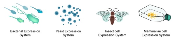 Peptide Custom Services-biotechnolabs