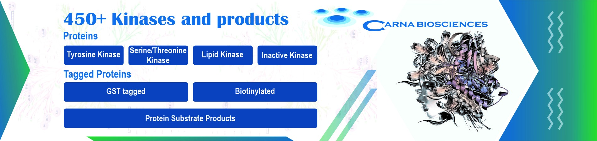 Carna Biosciences A Leading Producer of Kinases