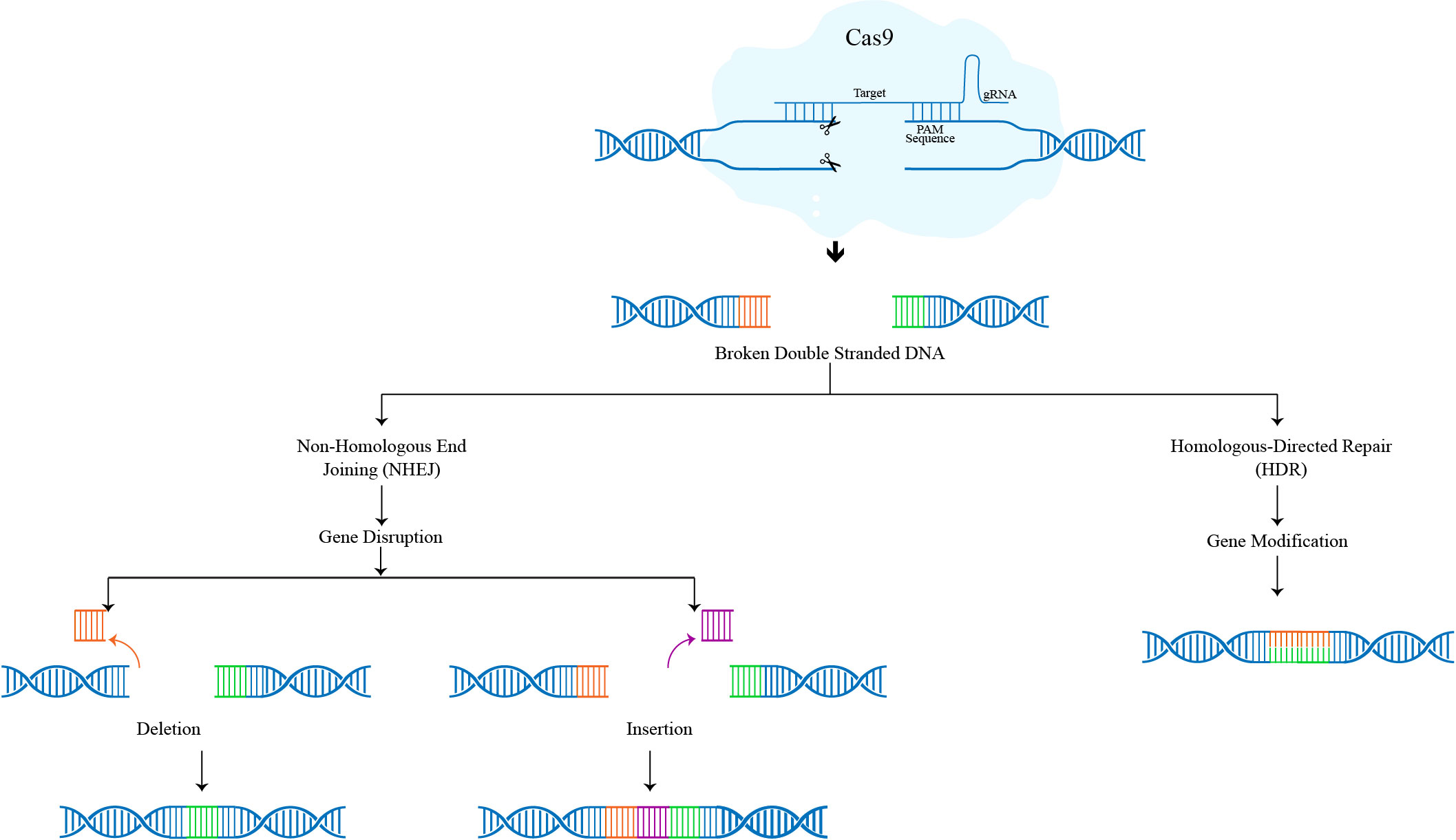 Role of CRISPR-Cas9 in Genome Editing