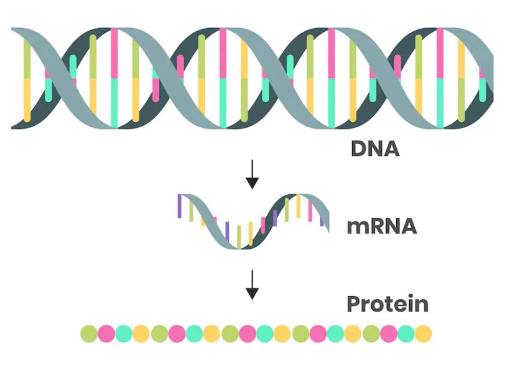 mRNA Science