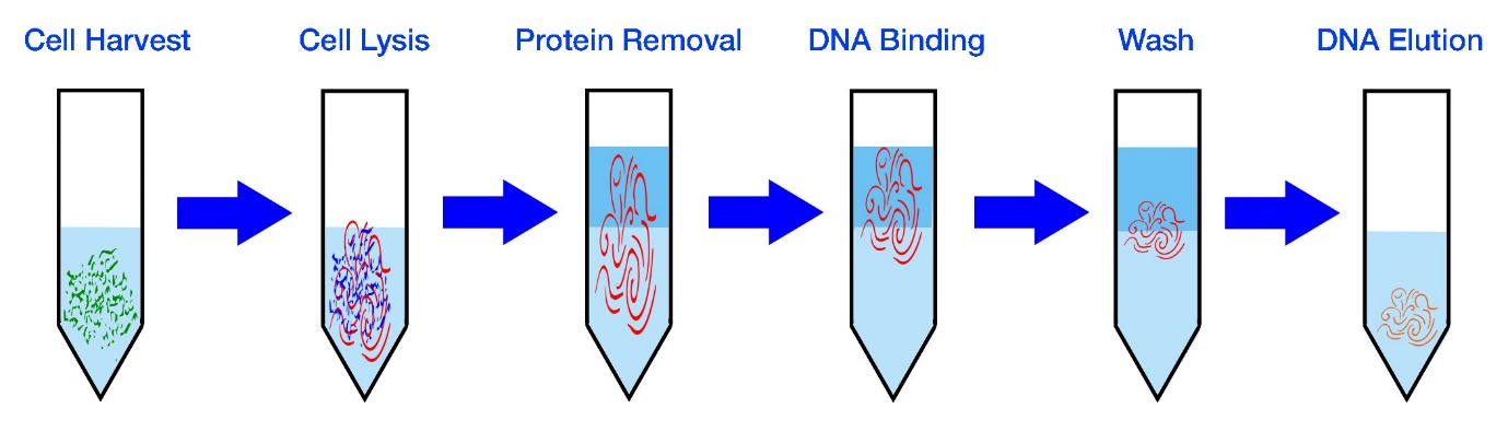 Advancement in DNA Extraction