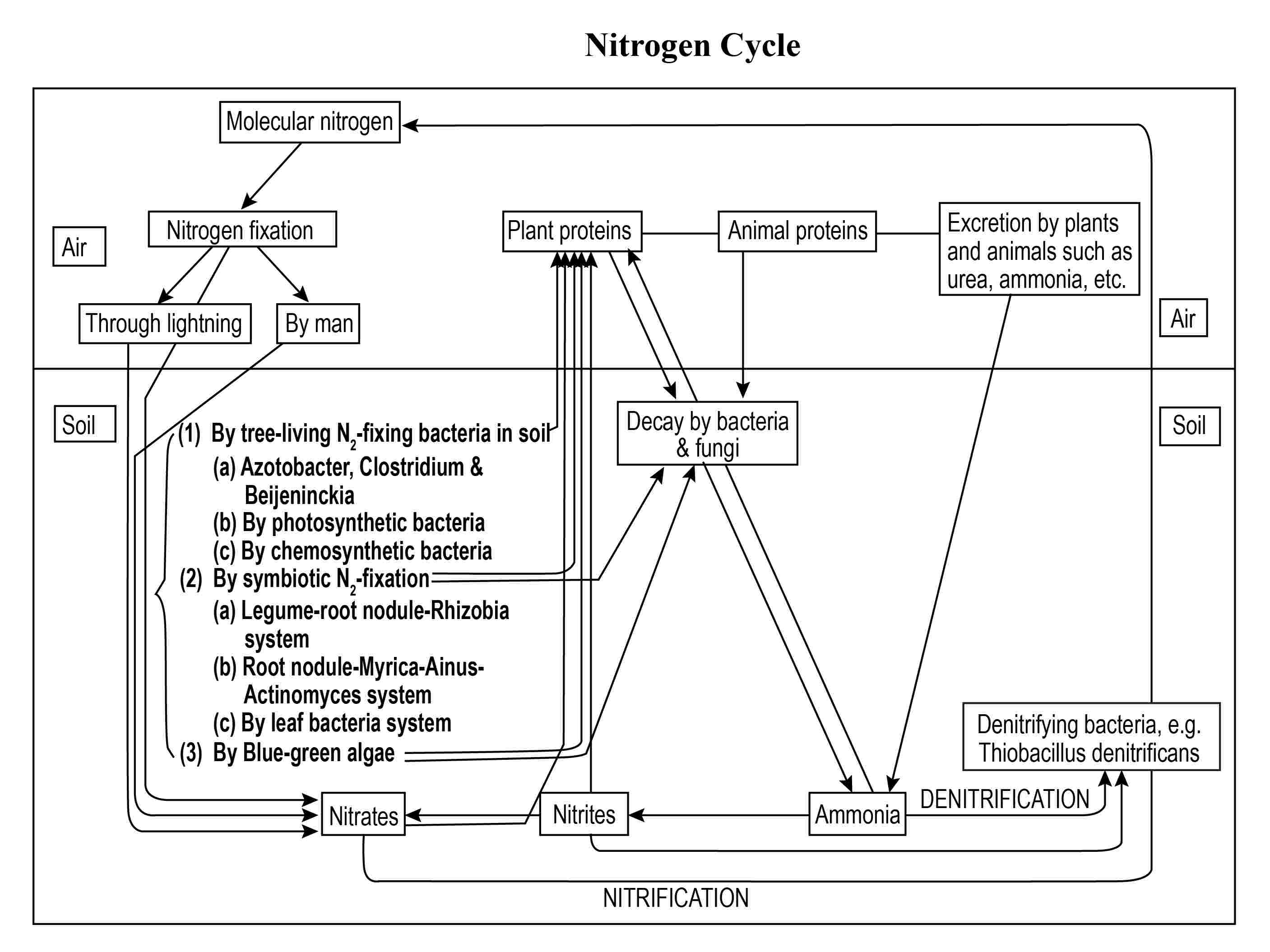 Nitrogen Metabolism Antibodies in Plants