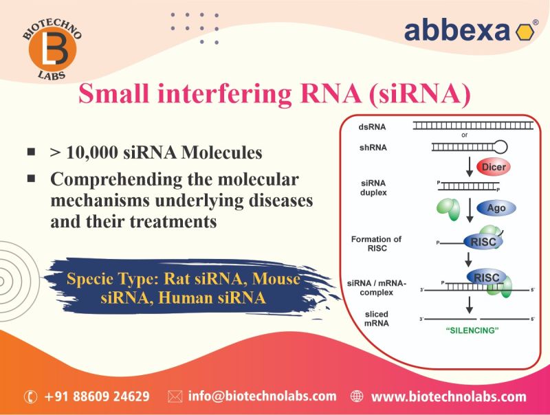 Small interfering RNA (siRNA)