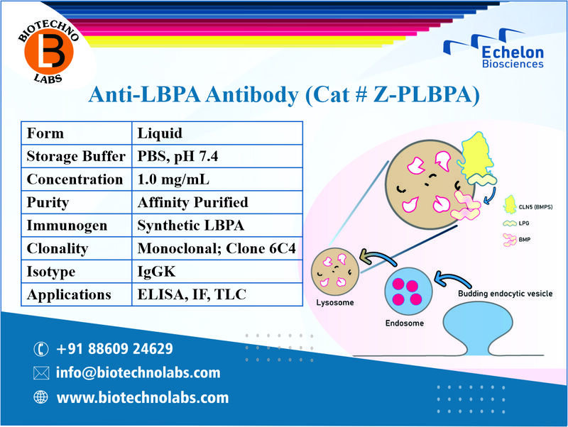 Anti-LBPA Antibody