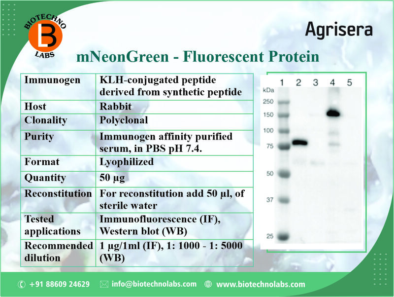 mNeonGreen-Fluorescent Protein