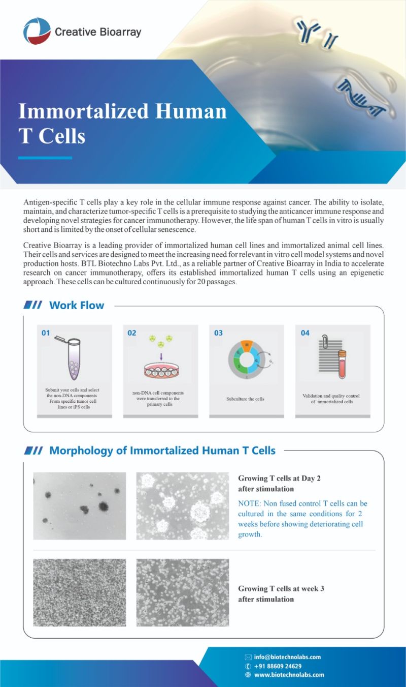 Immortalized Human T Cells
