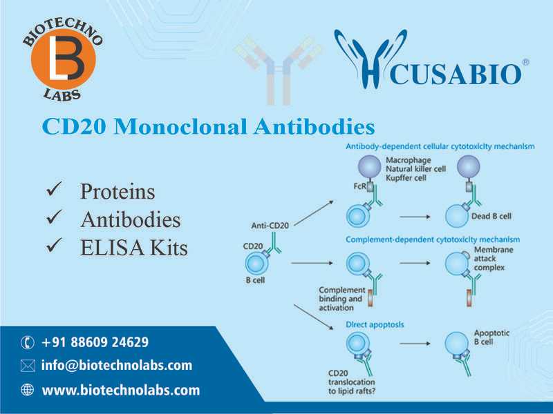 CD20 Monoclonal Antibodies