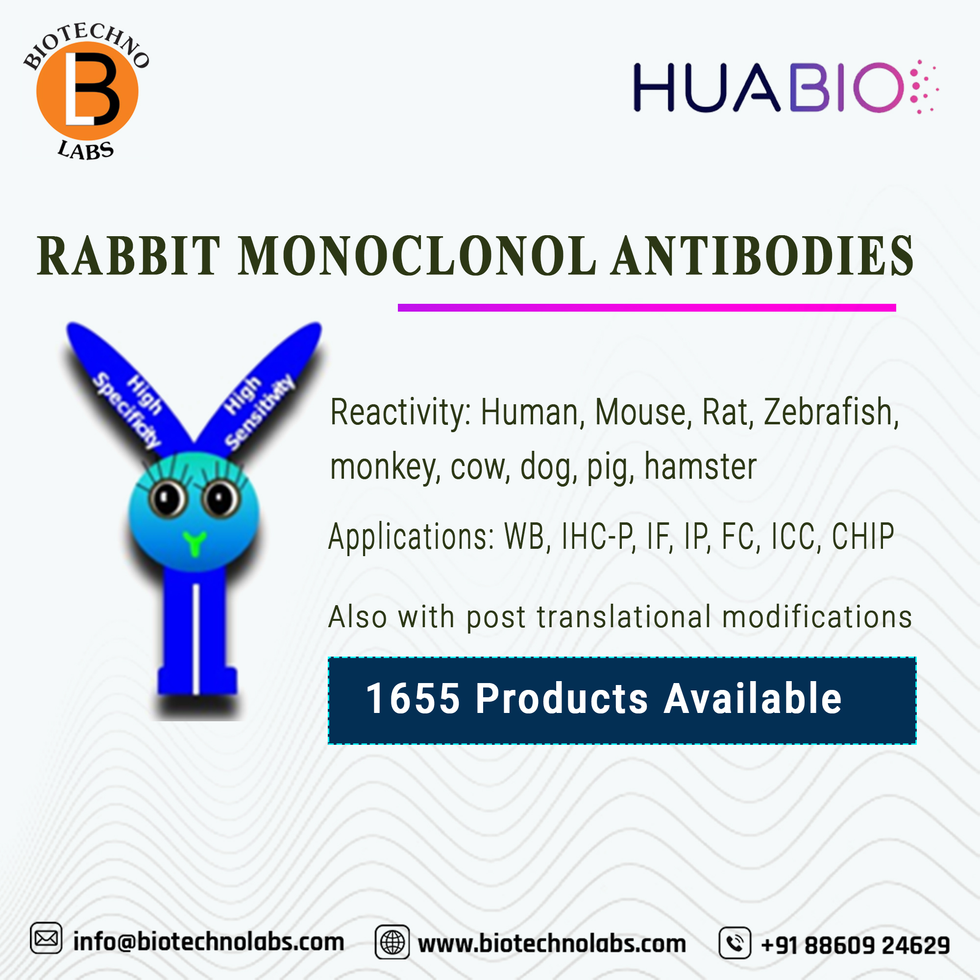 Recombinant rabbit monoclonal antibodies are now available