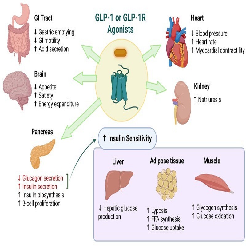 GLP-1 or GLP-1R Agonists