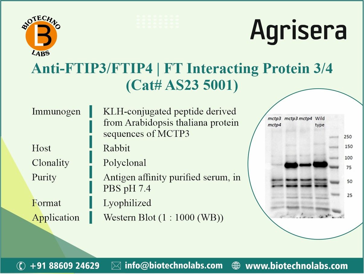 🌱 New Agrisera antibodies to FTIP3/FTIP4 | FT Interacting Protein 3/4!