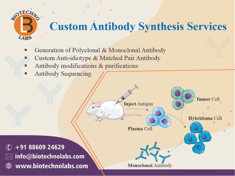 Custom Antibody Synthesis Services